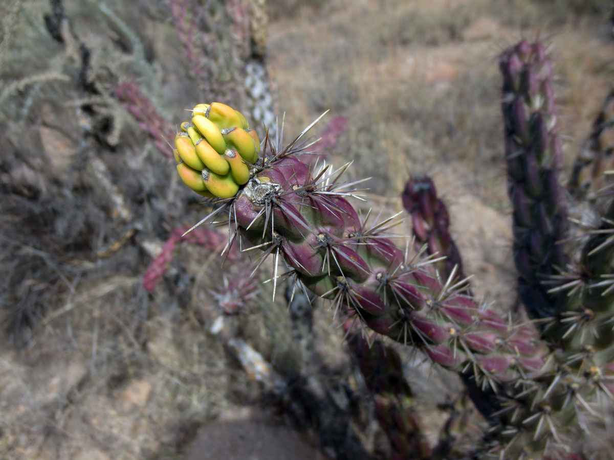Desert plant by Susan Fluegel